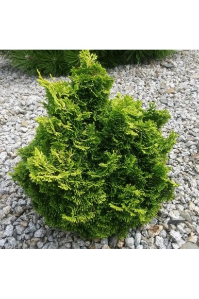 Кипарисовик в каменистом саду.